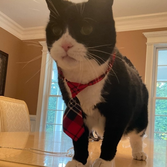 Set of 3 Dog or Cat Neck Ties - Picture 6 of 8